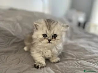 Persian cats **Last female kitten** Gorgeous litter of kittens - Advert 6