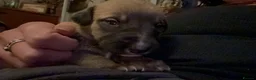 Lurcher dogs for sale: Indie & Murphy’s Love Story – The Next Chapter 🐾 - Advert 27