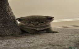 Scottish Fold cats for sale: 🐱British Shorthair x Scottish Fold Kittens🐱 - Advert 7