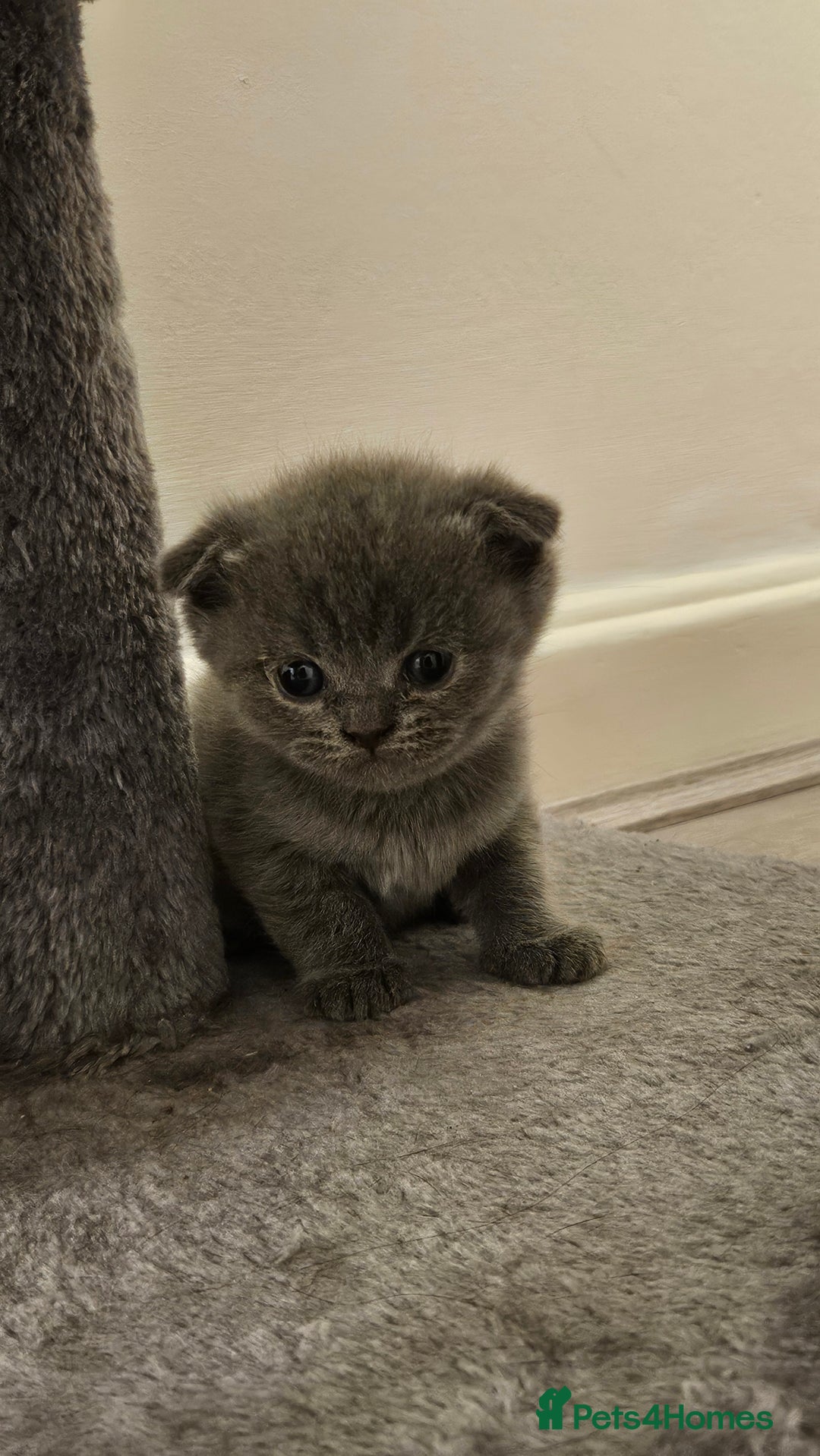 Scottish Fold cats for sale: 🐱British Shorthair x Scottish Fold Kittens🐱 - Advert 7