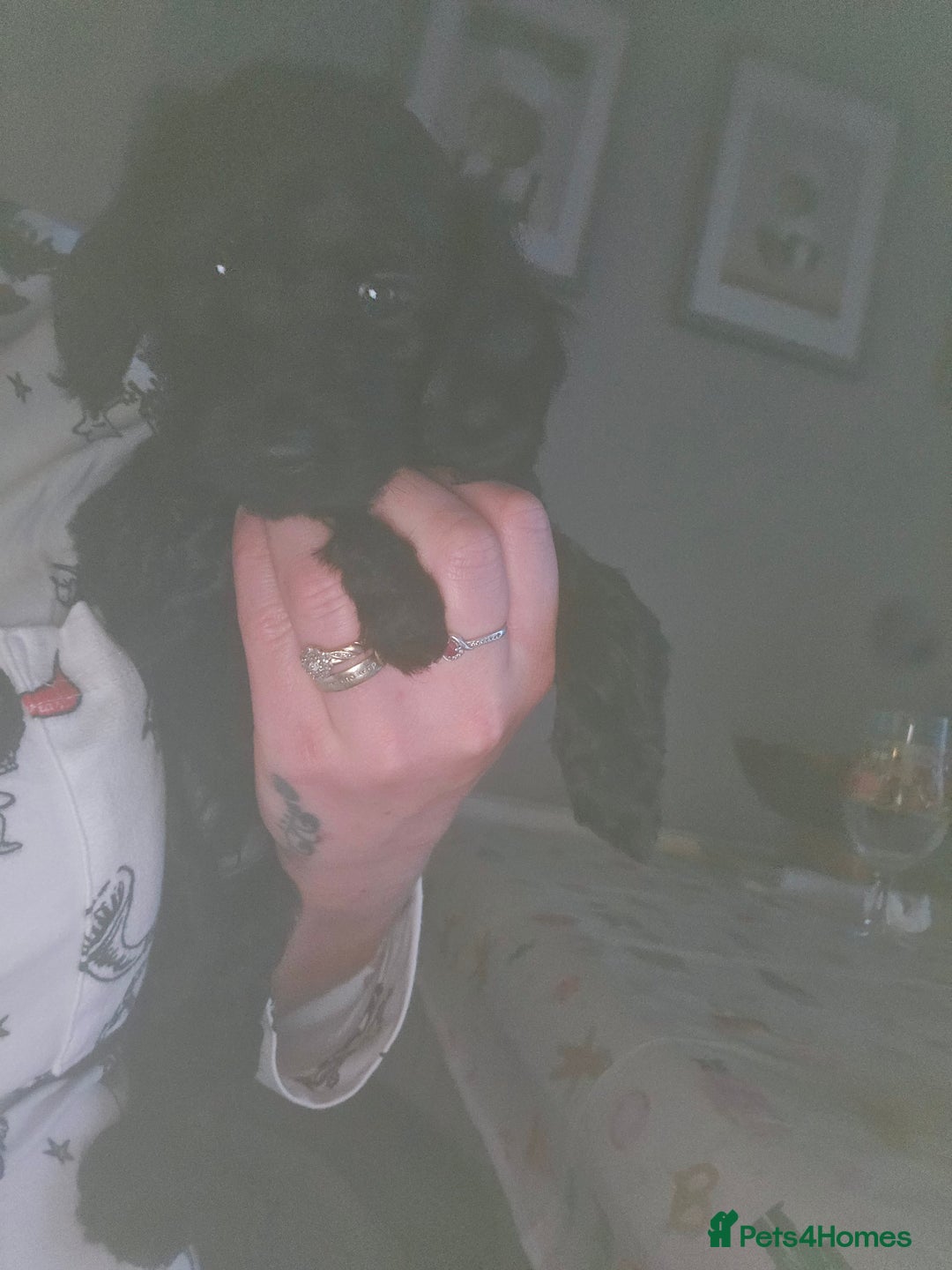 Cockapoo dogs for sale: TOY F1B COCKPOOS - Advert 8