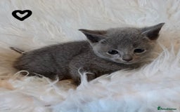Russian Blue cats for sale: GCCF, CHAMPION SIRED RUSSIAN BLUE KITTENS - Advert 12