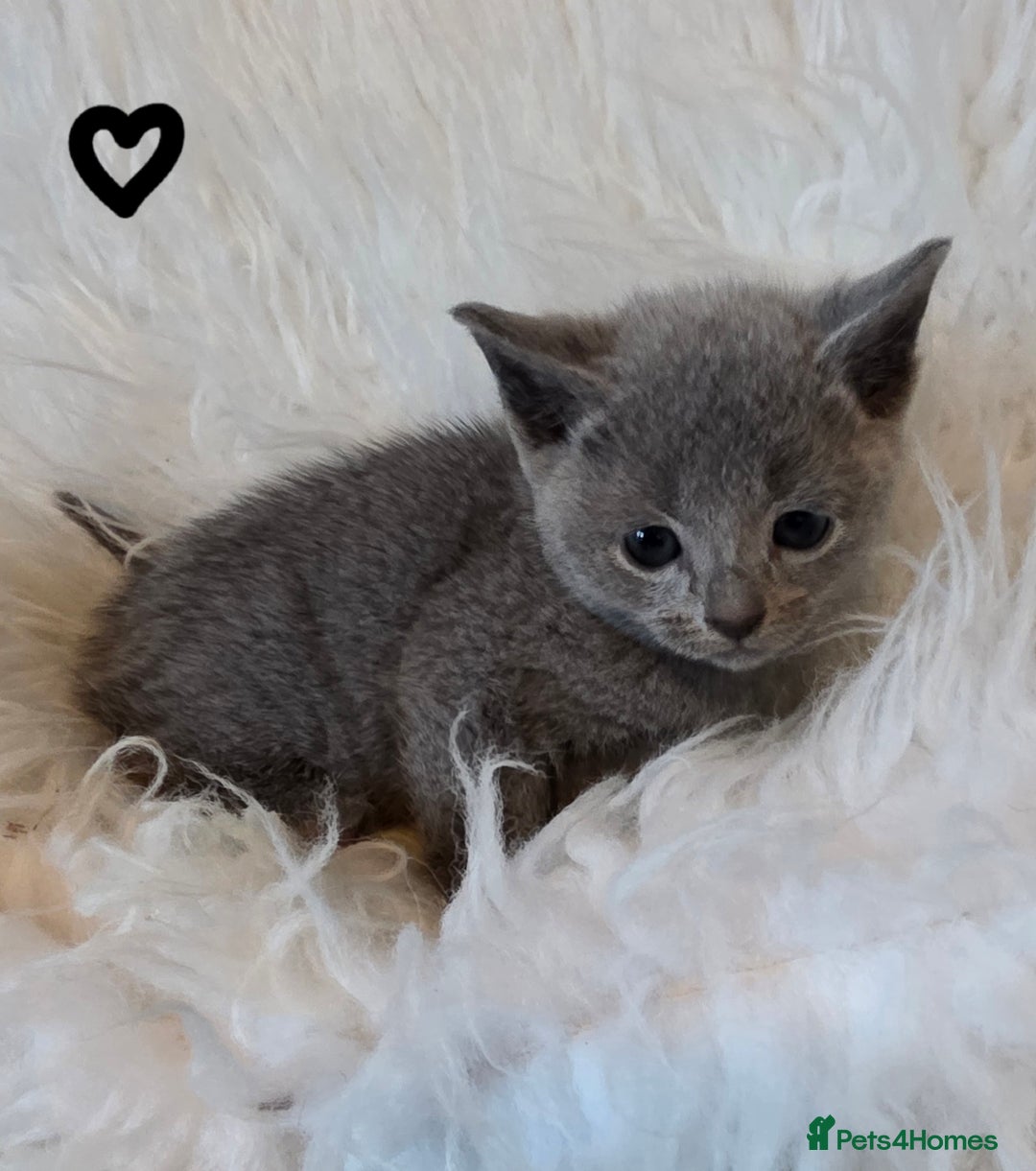 Russian Blue cats for sale: GCCF, CHAMPION SIRED RUSSIAN BLUE KITTENS - Advert 12