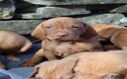 Hungarian Vizsla dogs for sale: Stunning litter KC registered Hungarian Puppy's  - Image 24