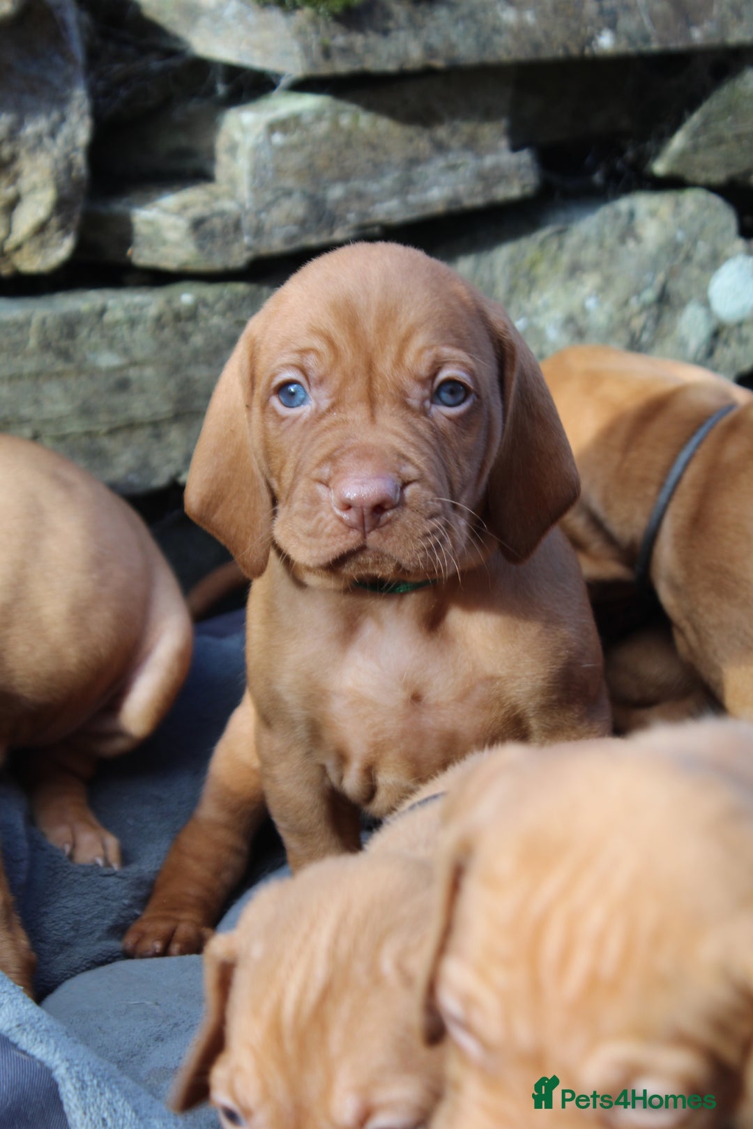 Hungarian Vizsla dogs for sale: Stunning litter KC registered Hungarian Puppy's  - Image 24