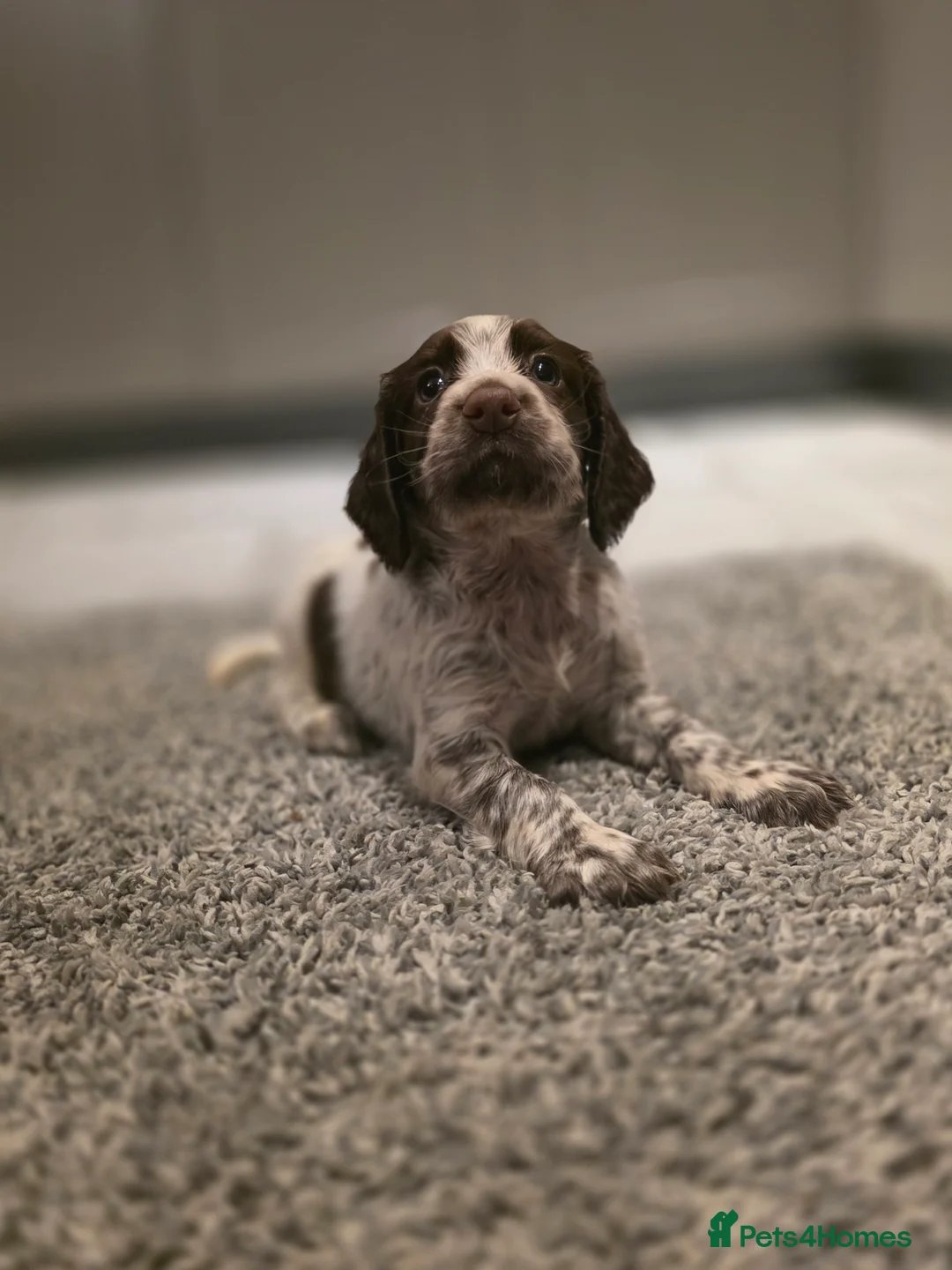 Cocker Spaniel dogs for sale: Beautiful Working cocker spaniel puppies - Advert 20