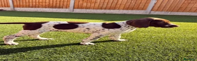 Otti
