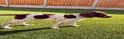 German Shorthaired Pointer dogs for sale: Ready to Leave 1 Male Left Otti 🐾🩵 - Advert 1