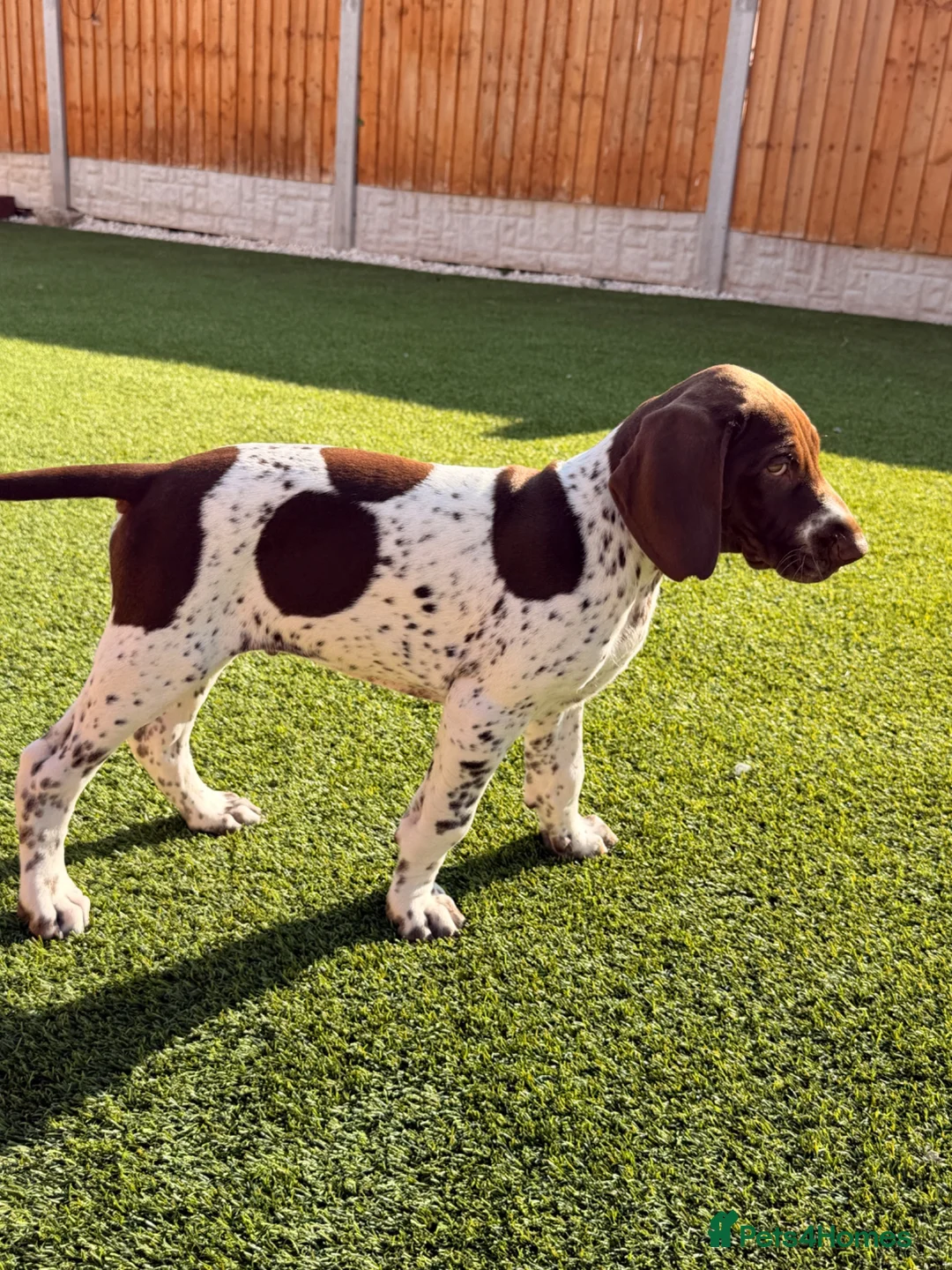 German Shorthaired Pointer dogs for sale: Ready to Leave 1 Male Left Otti 🐾🩵 - Advert 1