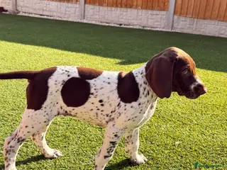 German Shorthaired Pointer dogs Ready to Leave 1 Male Left Otti 🐾🩵 - Advert 1