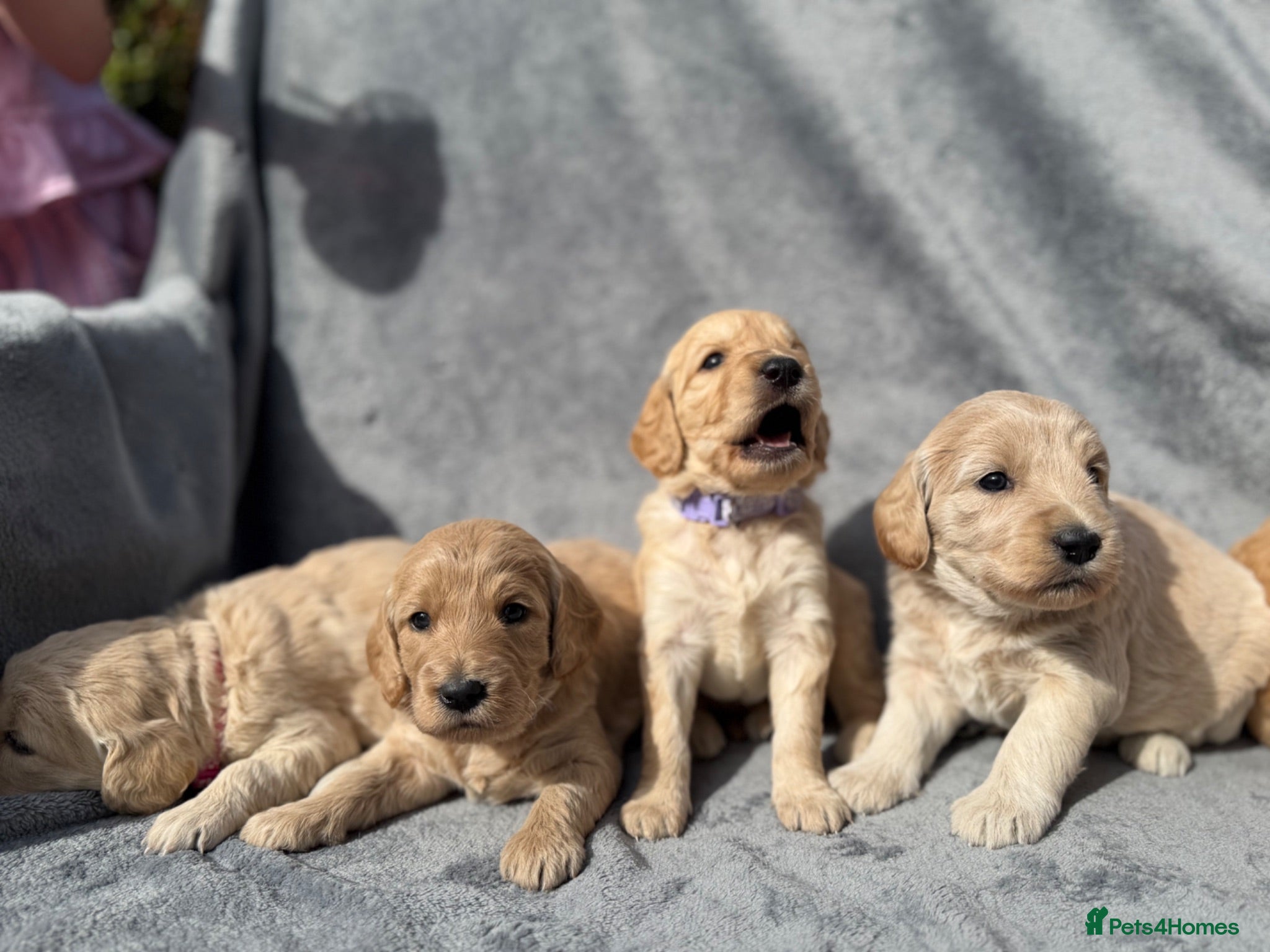 Goldendoodle dogs Beautiful Goldendoodle Puppies Available  - Advert 14