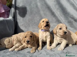 Goldendoodle dogs Beautiful Goldendoodle Puppies Available - Advert 14