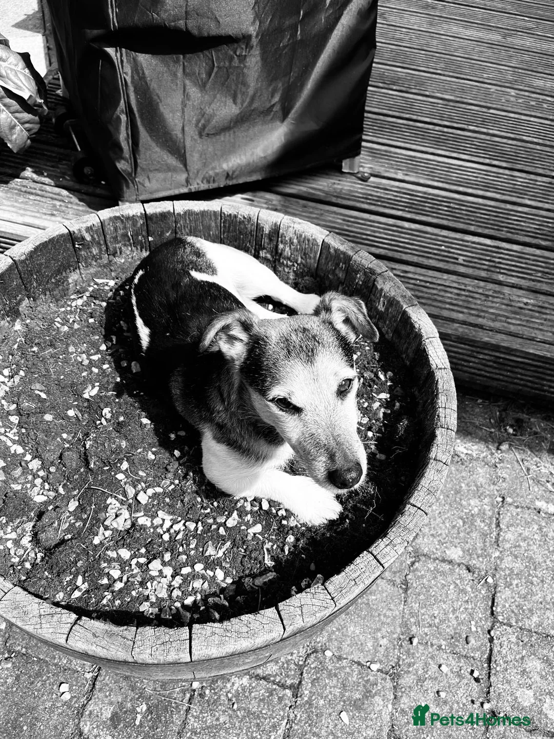 Jack Russell dogs for sale: Jack Russell looking for a loving home  - Advert 2