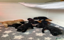 Goldendoodle dogs for sale: Gorgeous Goldendoodle Puppies - Image 7