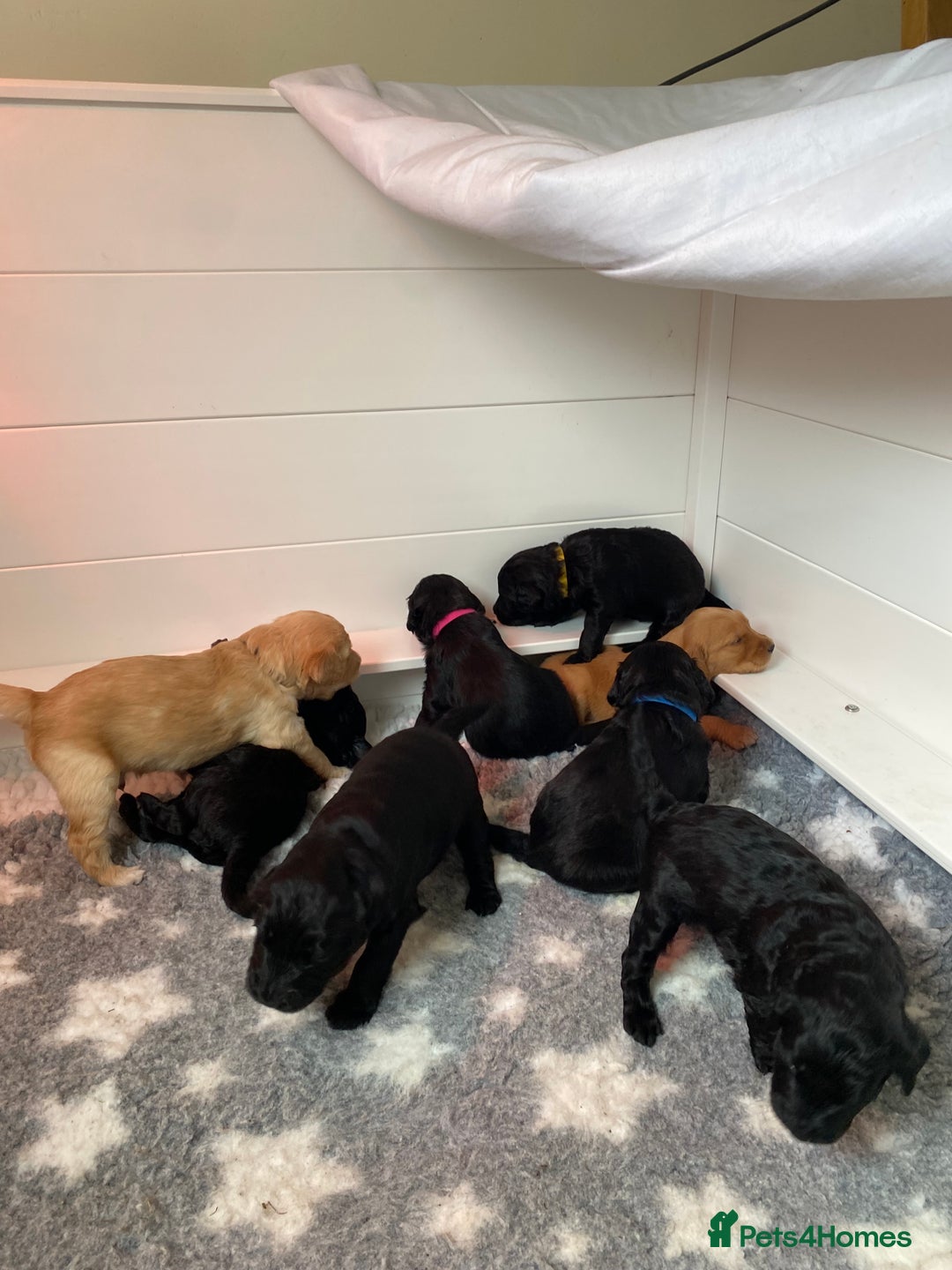 Goldendoodle dogs for sale: Gorgeous Goldendoodle Puppies - Image 7