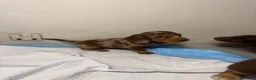 Miniature Dachshund dogs for sale: Miniature dachshund  - Advert 8