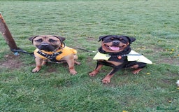 Mixed Breed dogs for sale: Rottweiler/pressa f1 - Image 13