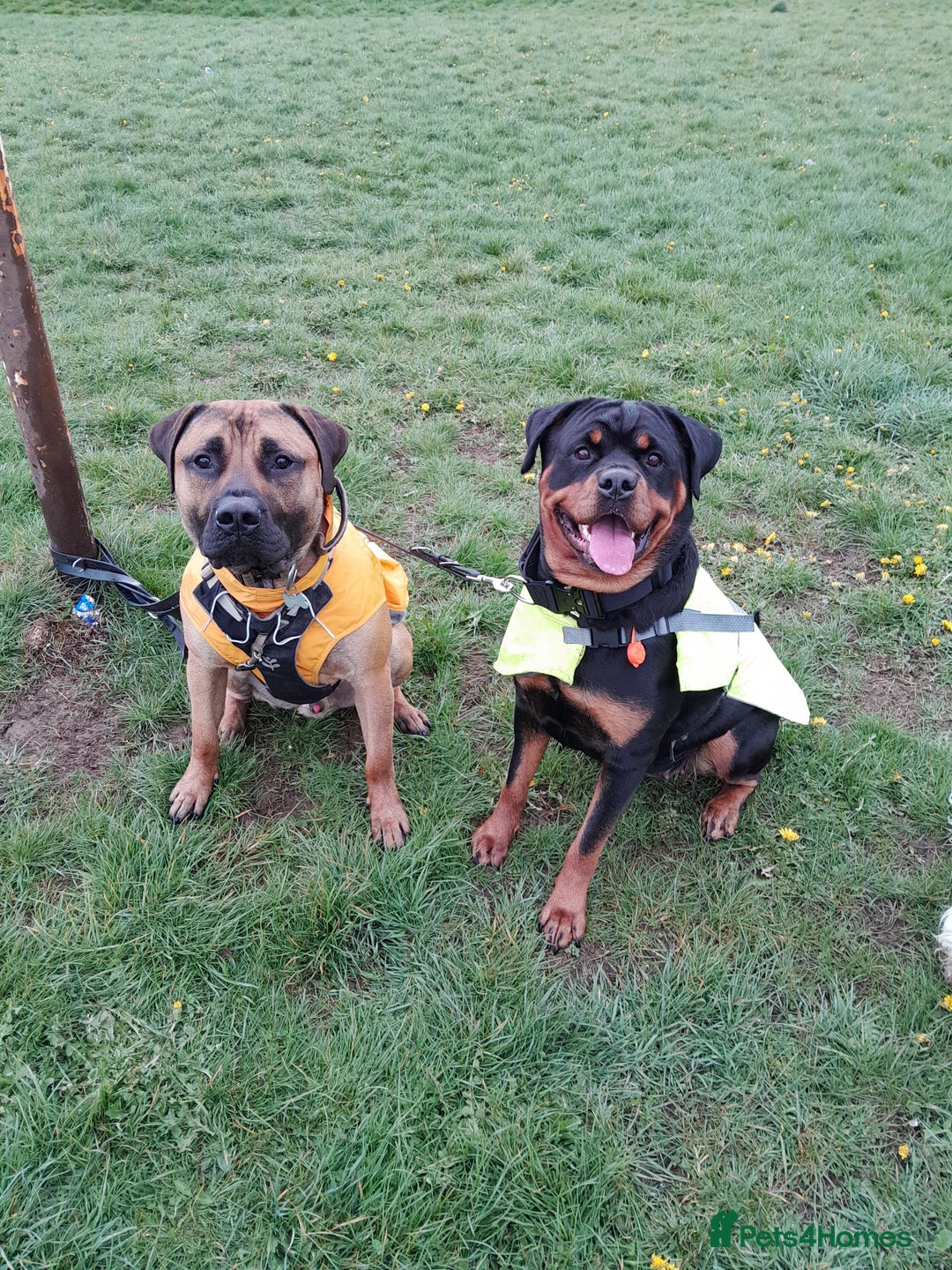 Mixed Breed dogs for sale: Rottweiler/pressa f1 - Image 13