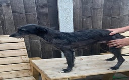 Mixed Breed dogs for sale: Bedlington x whippet  - Image 7