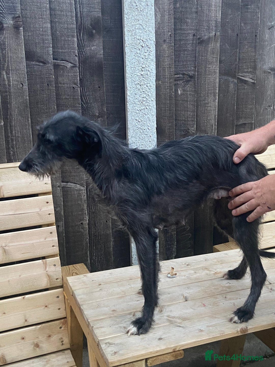 Mixed Breed dogs for sale: Bedlington x whippet  - Image 7