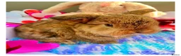 Mini Lop rabbits for sale: Pure bred mini lops - Advert 12