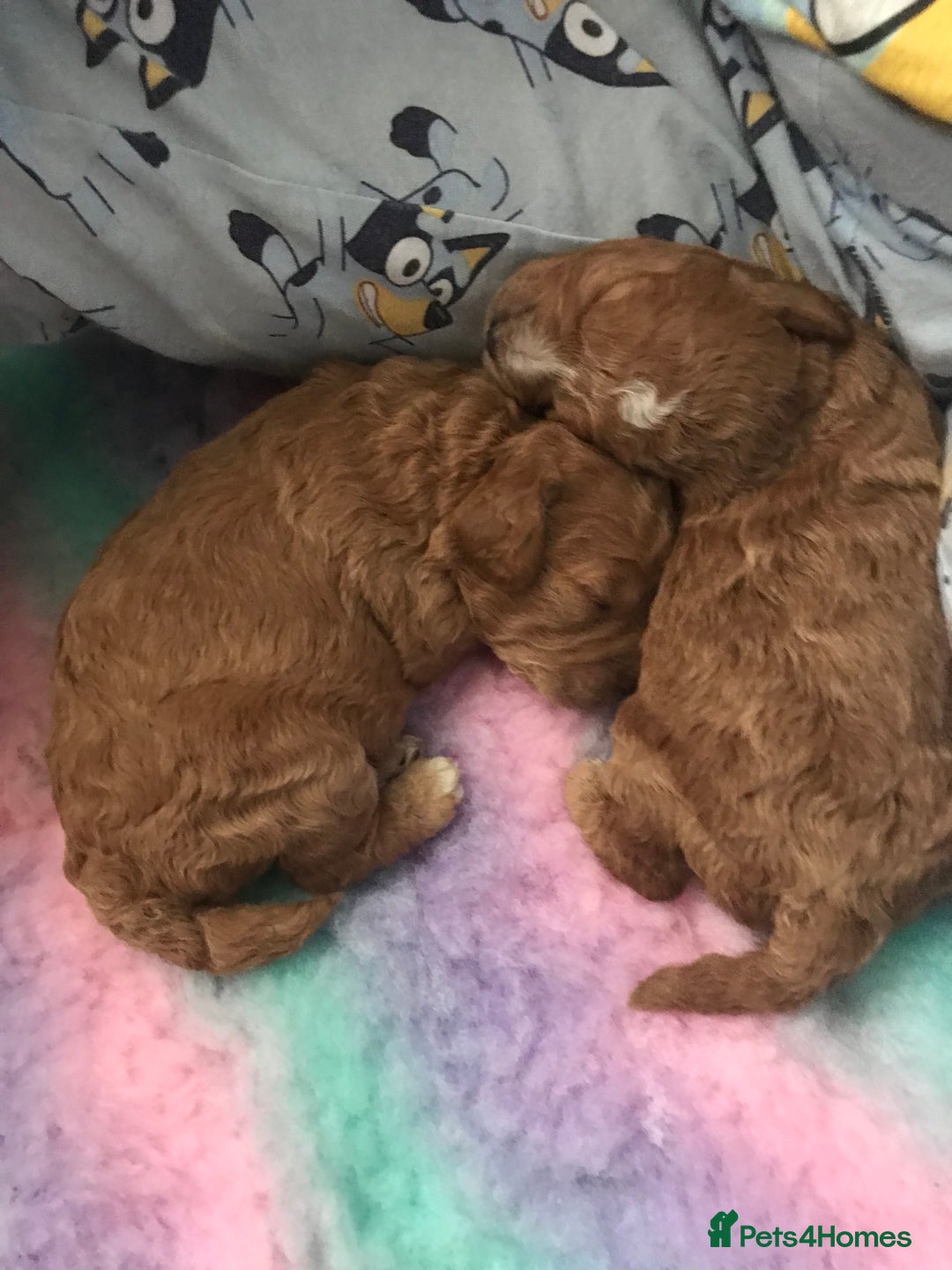 Cockapoo dogs for sale: 4 Beautiful female cockerpoos  - Image 32