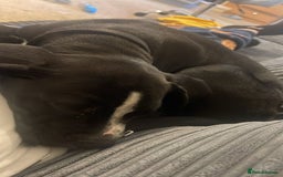 Mixed Breed dogs for sale: Staff X Cane Corso Pup - Image 3