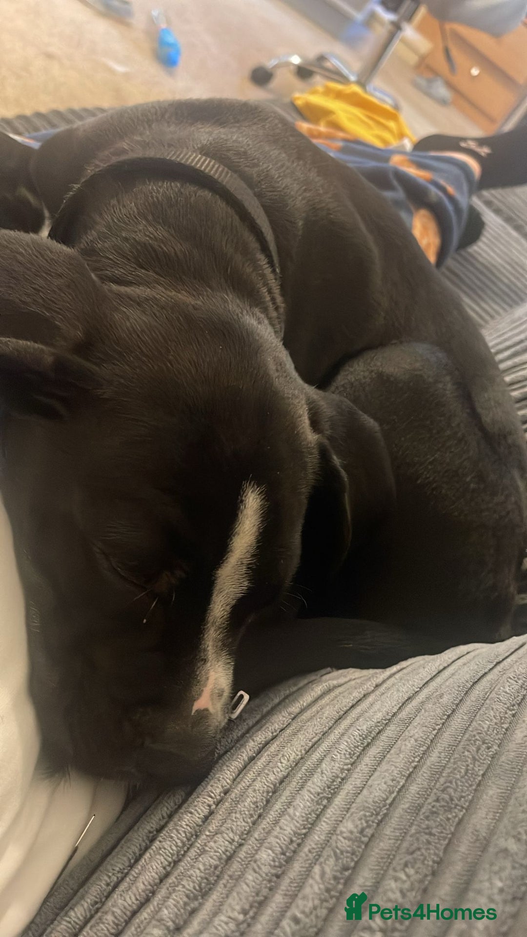 Mixed Breed dogs for sale: Staff X Cane Corso Pup - Image 3
