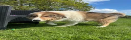 Mixed Breed dogs for adoption: Willow needs a loving home  - Advert 8