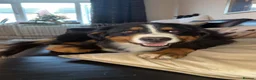 Bernese Mountain Dog dogs for sale: IKC 2 year old female  - Advert 3