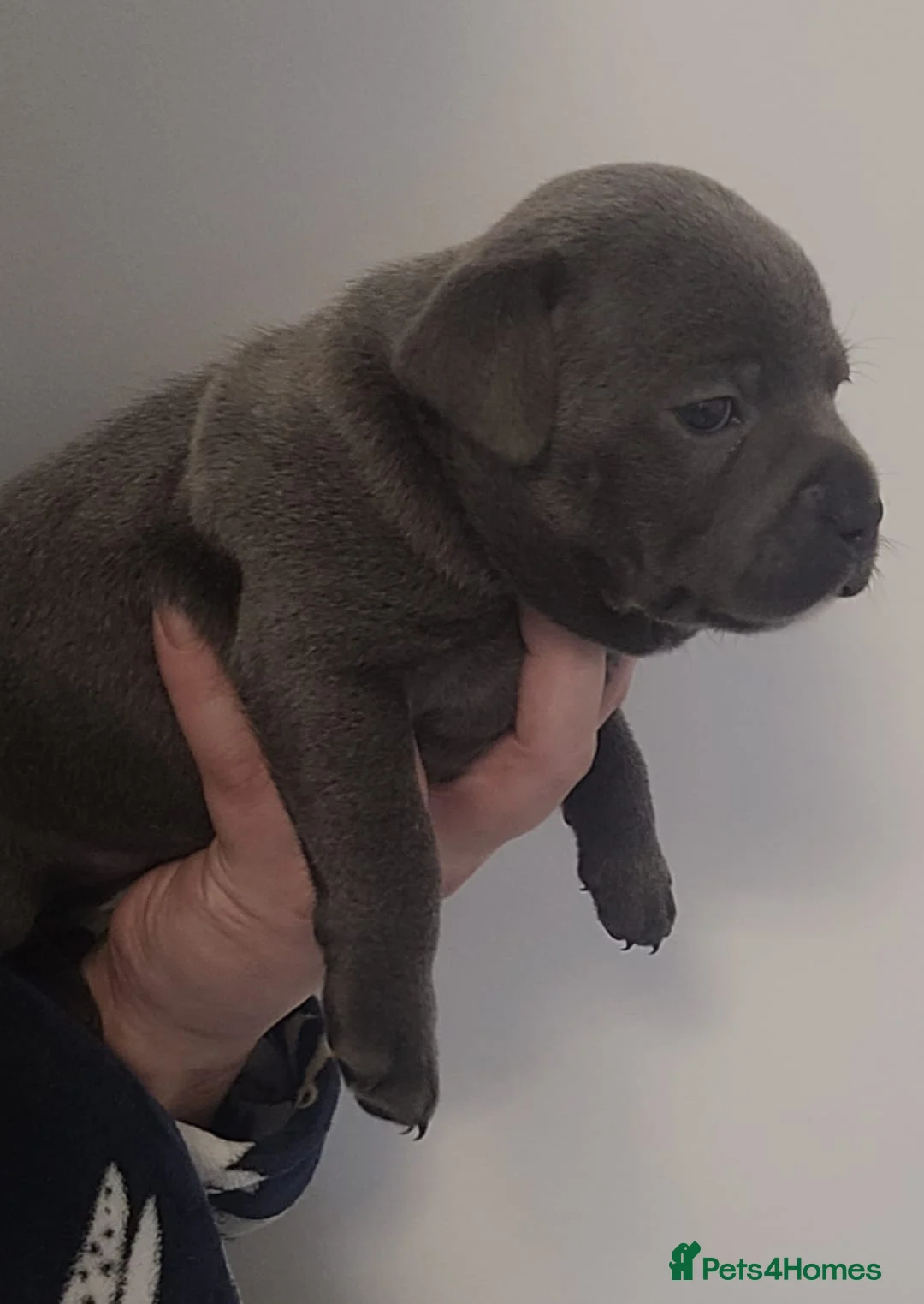 Staffordshire Bull Terrier dogs for sale: Bluebullz☆bullscaff☆5☆☆ready to go 18th 2 left  - Advert 13