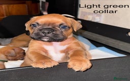 Boxer dogs for sale: 10 Boxer X Puppies - Ready 13th October - Image 1