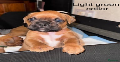 Boxer dogs - Advert 5