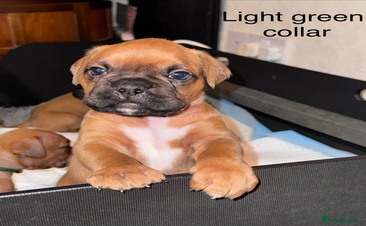 Boxer dogs - Advert 7