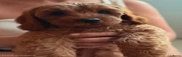 Cavapoo dogs for sale: Adorable F1 Cavapoo boy puppies - Advert 5