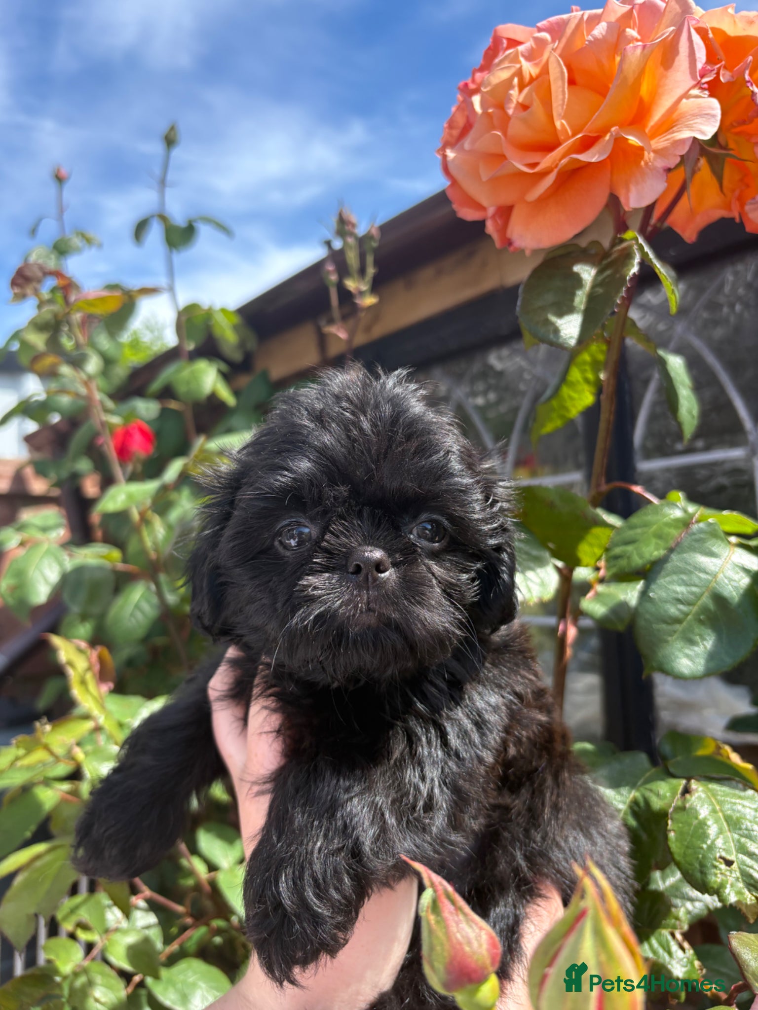 Shih Tzu dogs READY Choc M & Black F KC Health Tested Tiny Lines - Advert 1