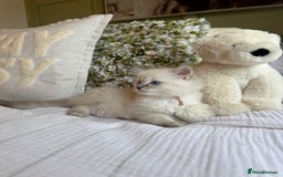 Ragdoll cats for sale: True to type, pure Ragdolls Kittesn - Image 18