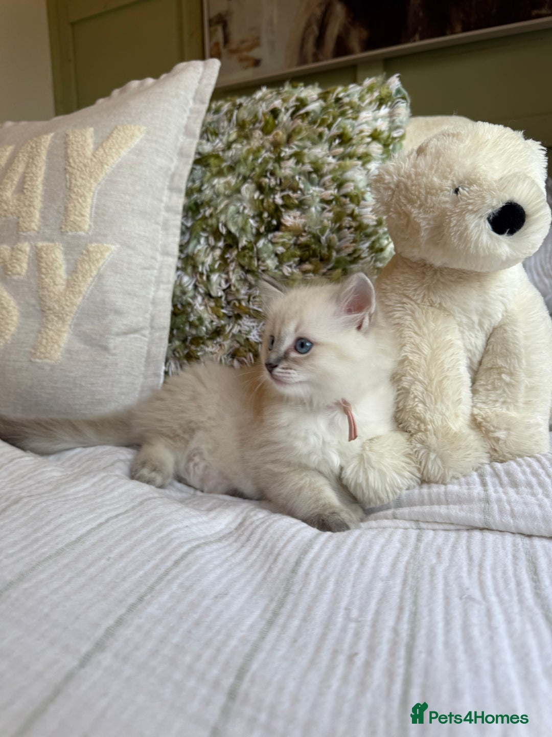 Ragdoll cats for sale: True to type, pure Ragdolls Kittesn - Image 18
