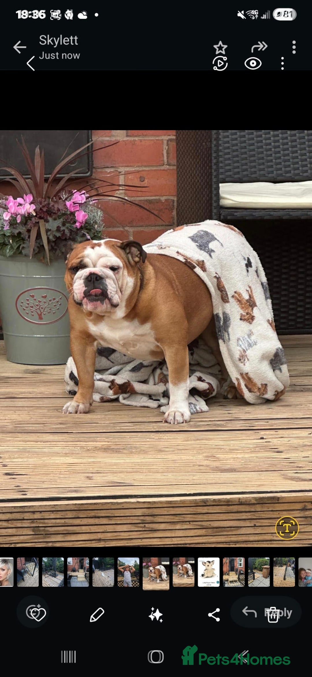 English Bulldog dogs for sale: English bulldog red white female  - Advert 4