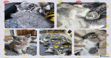 British Shorthair cats - Advert 15