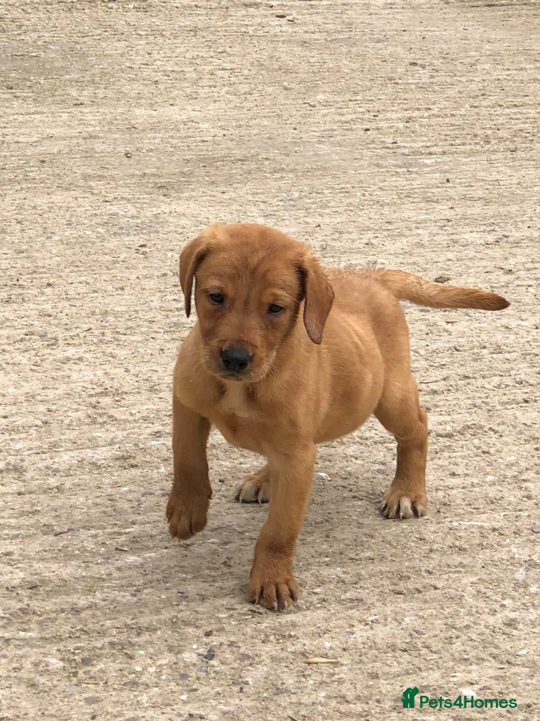 Labrador Retriever dogs for sale: lovely fox red labrador pups  - Advert 3