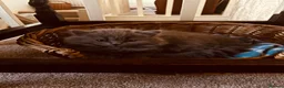 British Longhair cats for sale: Lynnaes Kissonerga (Kissy) in Newport - Advert 3