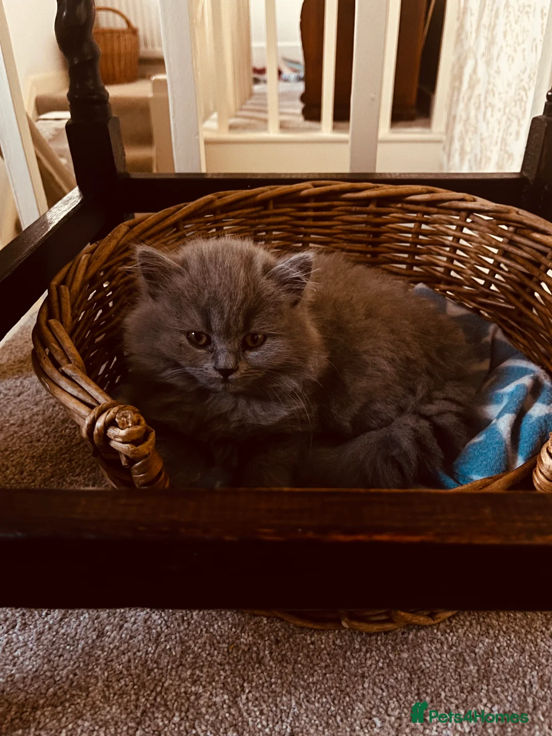British Longhair cats for sale: Lynnaes Kissonerga (Kissy) in Newport - Advert 3