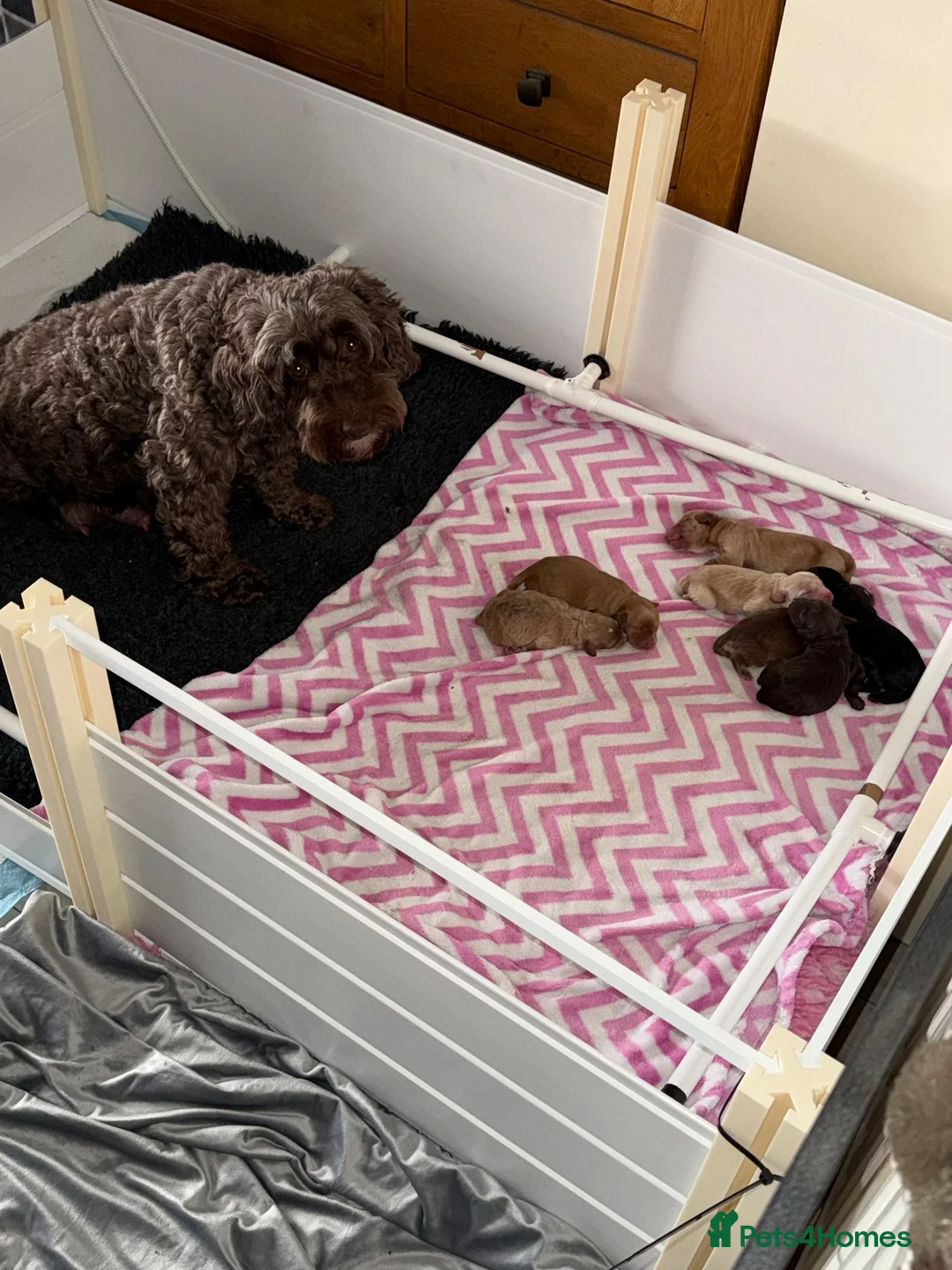 Cockapoo dogs for sale: F1B Male cockapoo rehome  in Elgin - Advert 2