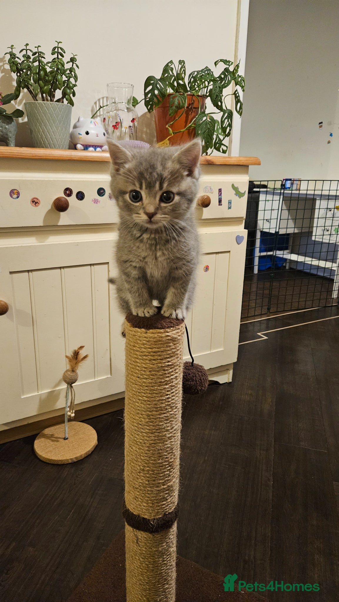 Mixed Breed cats Ragdoll cross British shorthair boy kitten - Advert 2