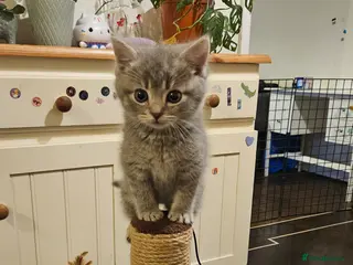 Mixed Breed cats Ragdoll cross British shorthair boy kitten - Advert 1