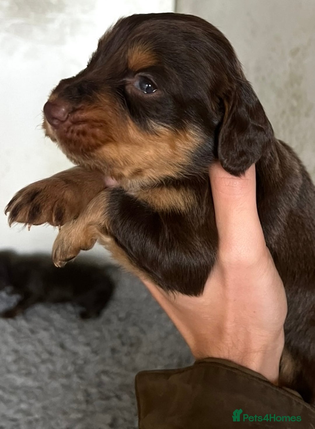 Cocker Spaniel dogs for sale: Beautiful KC Registered Cocker Spaniel Puppies 🐶  - Image 12