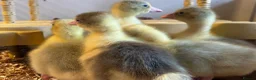 Geese poultry for sale: SEBASTOPOL GOSLINGS - READY NOW - Advert 2