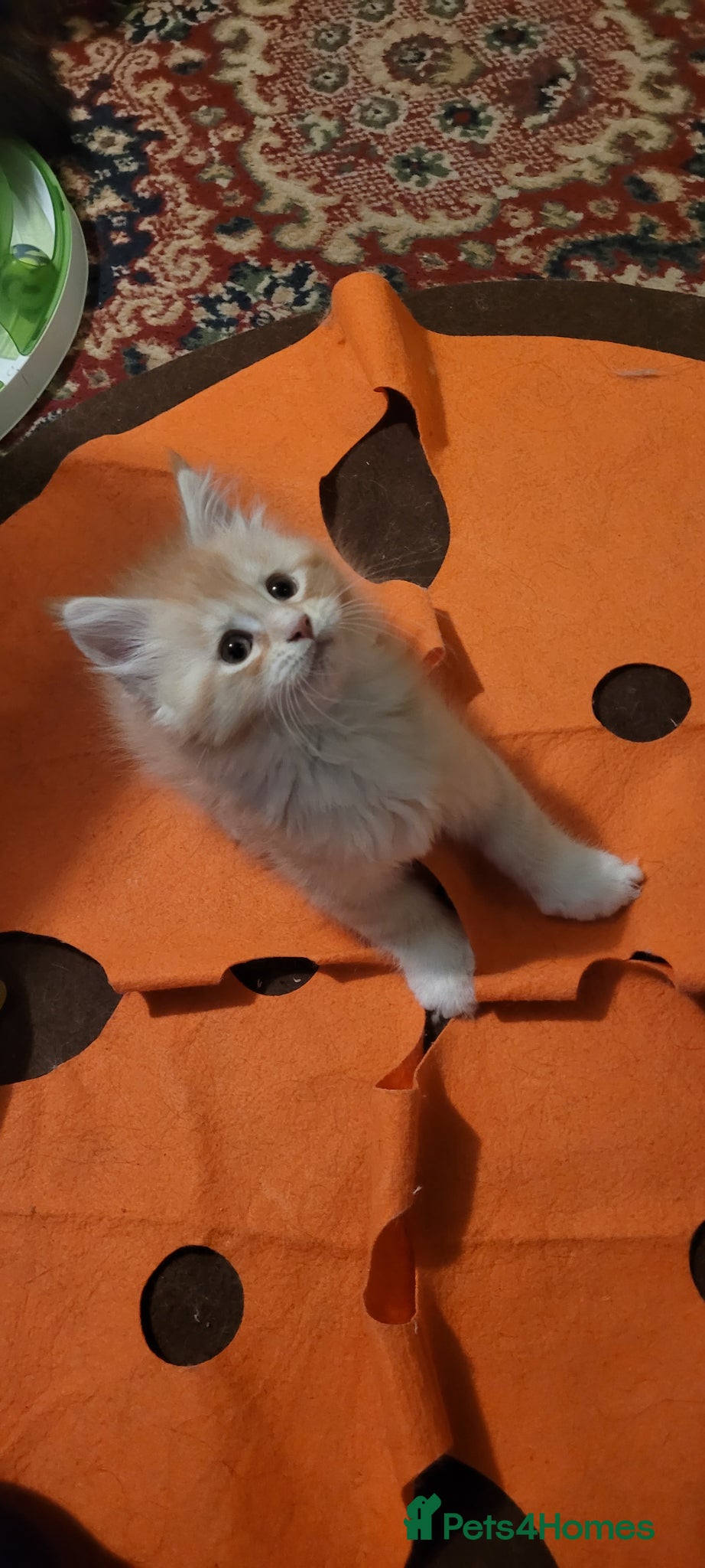 Maine Coon cats Maine Coon pure full pedigree polydactyl - Advert 11