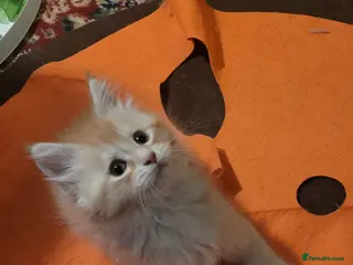 Maine Coon cats Maine Coon pure full pedigree polydactyl - Advert 11